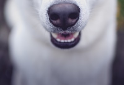 白狗选焦照片
